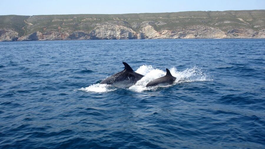 Lisbon: Arrábida Natural Park Dolphin Watching Boat Tour - FAQ