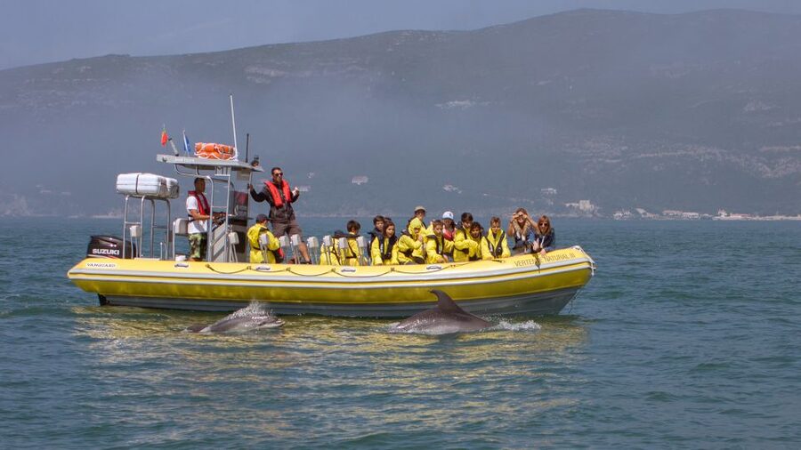 Lisbon: Arrábida Natural Park Dolphin Watching Boat Tour - Beyond the Dolphins: Beaches, Caves, and Rock Formations