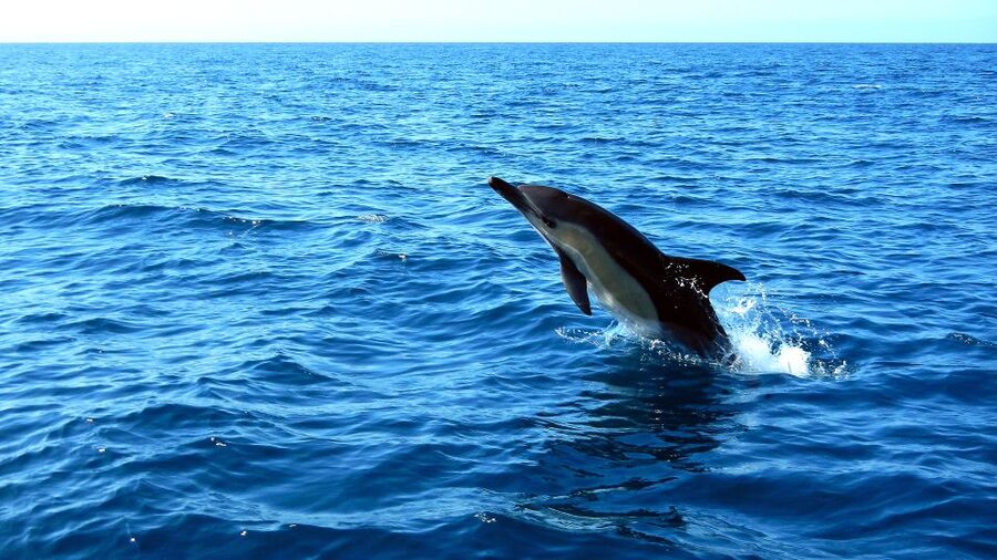 Lisbon: Arrábida Natural Park Dolphin Watching Boat Tour - A Pastry and Regional Drink on the Water