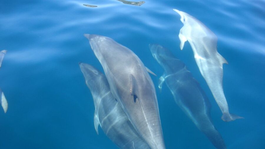 Lisbon: Arrábida Natural Park Dolphin Watching Boat Tour - What the $58 Price Gets You