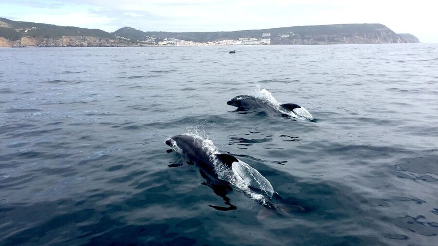 Lisbon: Arrábida Natural Park Dolphin Watching Boat Tour - Who Will Enjoy This Boat Trip Most