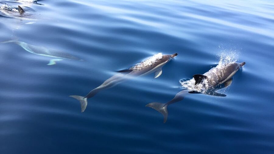 Lisbon: Arrábida Natural Park Dolphin Watching Boat Tour - Booking Details Worth Knowing