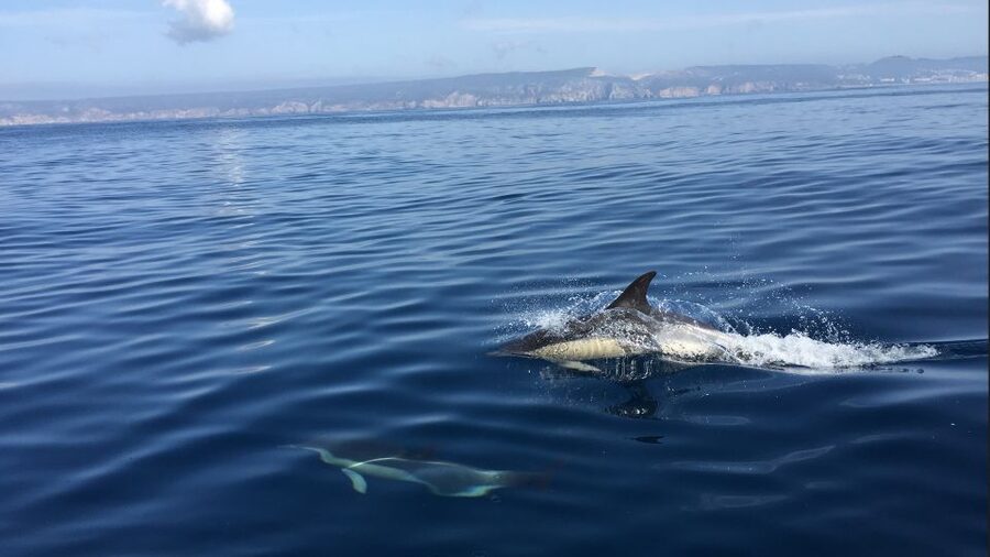 Lisbon: Arrábida Natural Park Dolphin Watching Boat Tour - Searching for Dolphins in Open Water