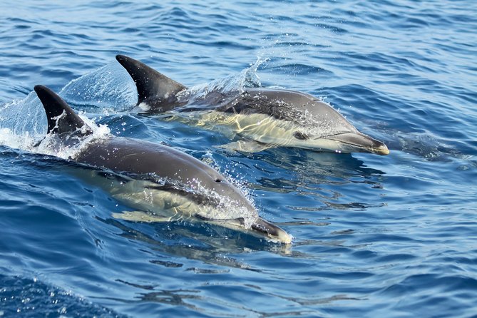 Lisbon: Dolphin Watching with a Marine Biologist - Ocean Safari - From Alcântara to the open Atlantic