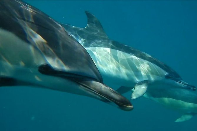 Lisbon: Dolphin Watching with a Marine Biologist - Ocean Safari - Bugio Lighthouse and the Atlantic crossing