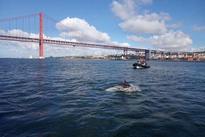 Lisbon: Dolphin Watching with a Marine Biologist - Ocean Safari - Wildlife sightings are strong, but never certain