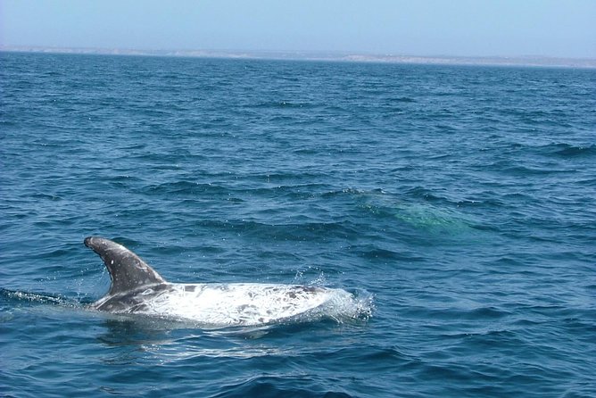 Lisbon: Dolphin Watching with a Marine Biologist - Ocean Safari - Why the marine biologist matters