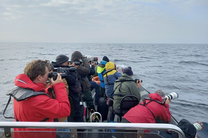 Lisbon: Dolphin Watching with a Marine Biologist - Ocean Safari - Price, time, and overall value