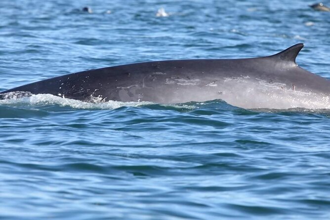 Lisbon: Dolphin Watching with a Marine Biologist - Ocean Safari - Who should book this experience