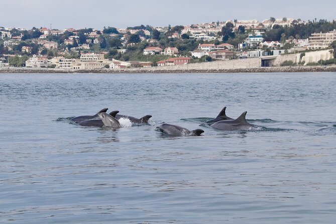 Lisbon: Dolphin Watching with a Marine Biologist - Ocean Safari - Searching the Tagus Estuary for dolphins
