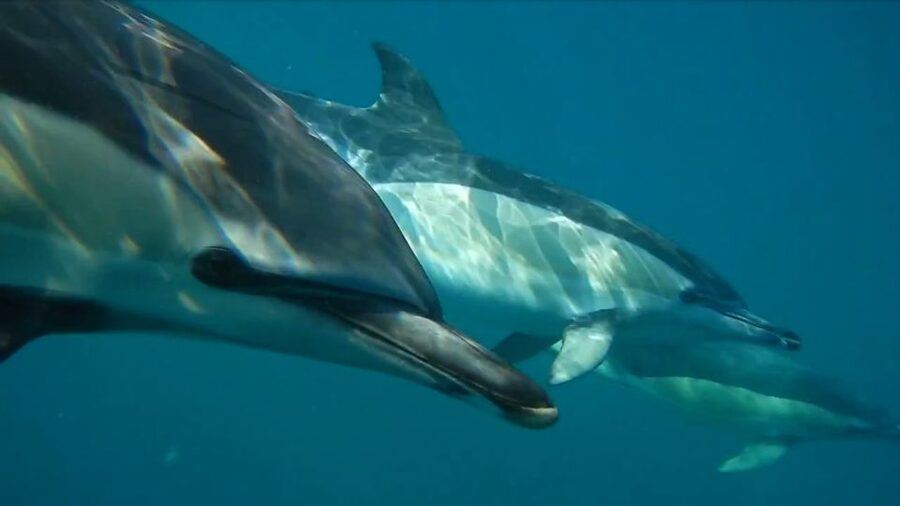 Lisbon: Dolphin Watching with Marine Biologist - Key points to know before you book