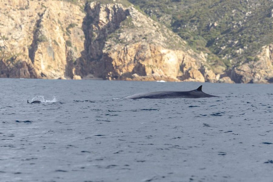 Lisbon: Dolphin Watching with Marine Biologist - Who should book this three-hour boat trip?