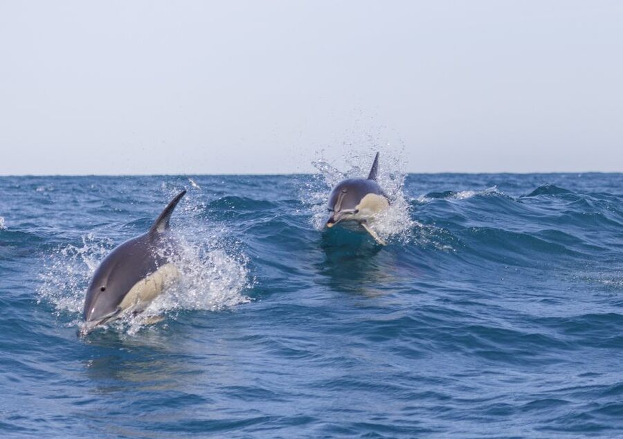 Lisbon: Dolphin Watching with Marine Biologist - Why this Lisbon dolphin trip feels different