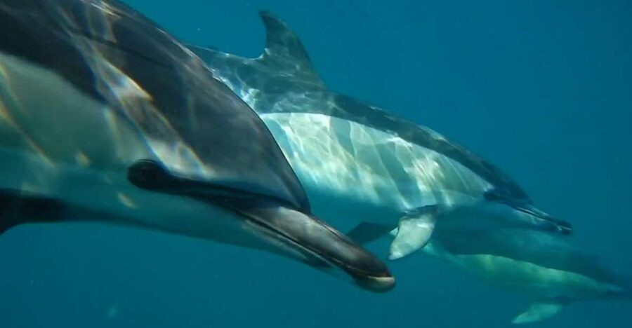 Lisbon: Dolphin Watching with Marine Biologist - The open-water search for dolphins and whales