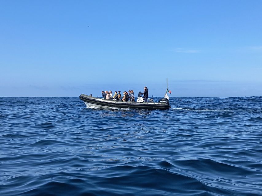 Lisbon: Dolphin Watching with Marine Biologist - What the marine biologist adds to the experience