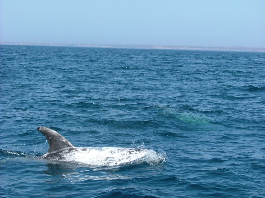 Lisbon: Dolphin Watching with Marine Biologist - The Cascais-side search area