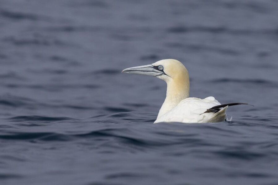 Lisbon: Dolphin Watching with Marine Biologist - Is the $76 price good value?