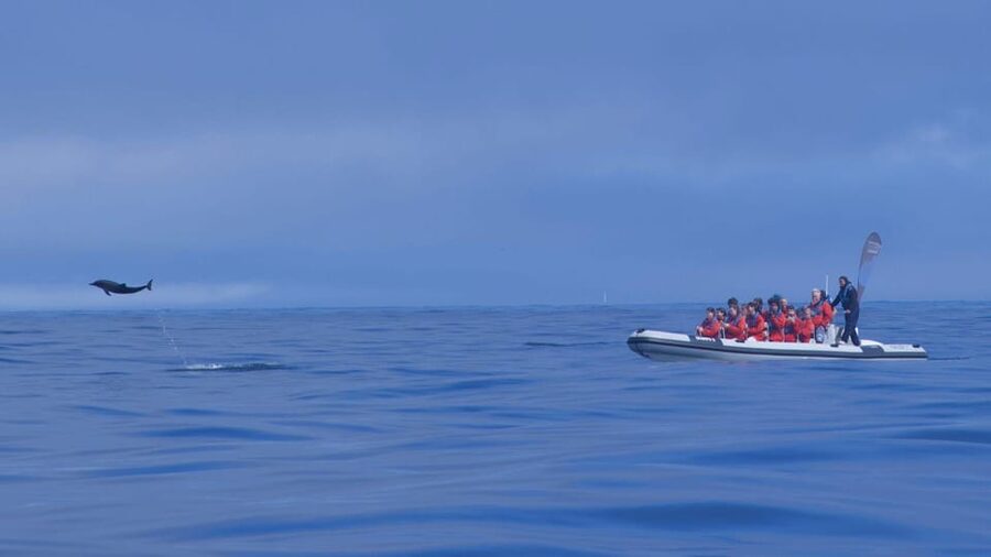 Lisbon: Dolphin Watching with Marine Biologist - Small Group - Should you book it?