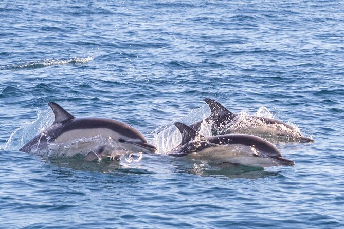Lisbon: Dolphin Watching with Marine Biologist - Small Group - Searching the open sea for dolphins and whales