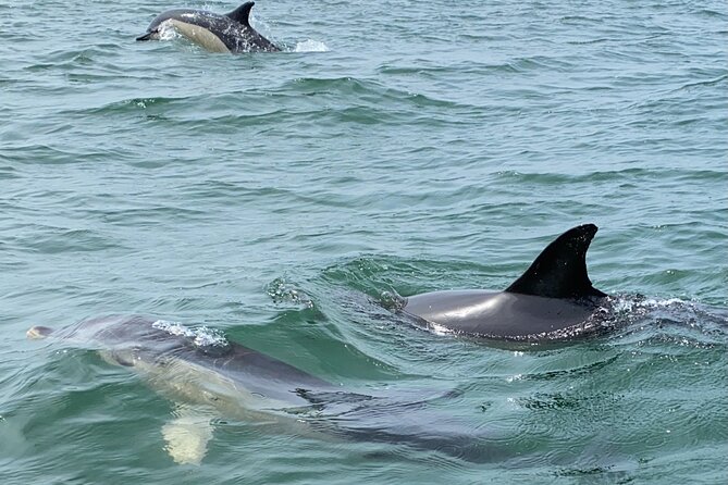 Lisbon: Dolphin Watching with Marine Biologist - Small Group - Cascais and the return toward Lisbon