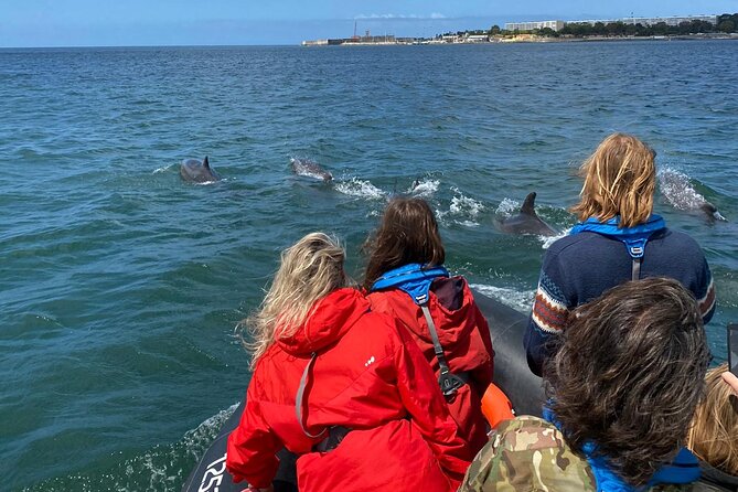Lisbon: Dolphin Watching with Marine Biologist - Small Group - Conservation that gives the trip more purpose