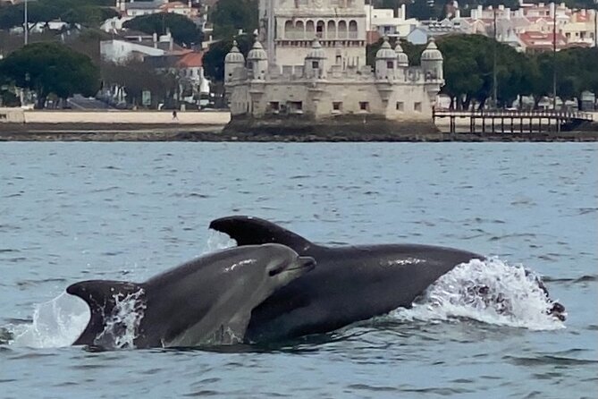 Lisbon: Dolphin Watching with Marine Biologist - Small Group - What the $61 price gets you