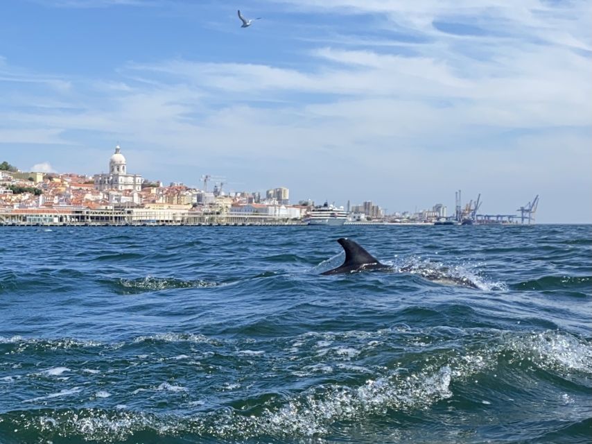 Lisbon: Dolphin Watching with Marine Biologist - Small Group - Who will enjoy this boat trip most