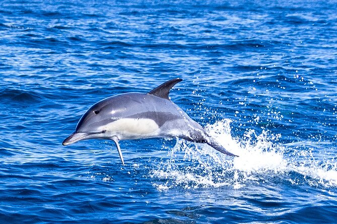 Lisbon: Dolphin Watching with Marine Biologist - Small Group - Leaving Doca de Santo Amaro for the Tagus