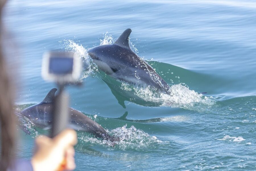 Lisbon: Dolphin Watching with Marine Biologist - Leaving Doca de Santo Amaro under Lisbon’s red bridge