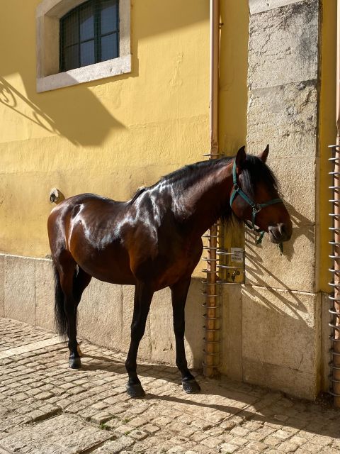 Lisbon: Morning of Equestrian Art with Lusitano Horses - Watching the warm-up from 11 am to 12:30 pm