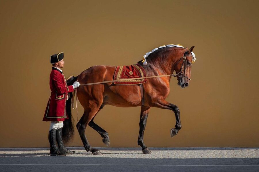 Lisbon: Morning of Equestrian Art with Lusitano Horses - Is $17 a fair price for two hours?