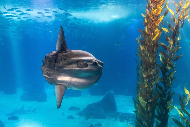 Lisbon Oceanario: Aquarium Entrance Ticket - How long to spend inside