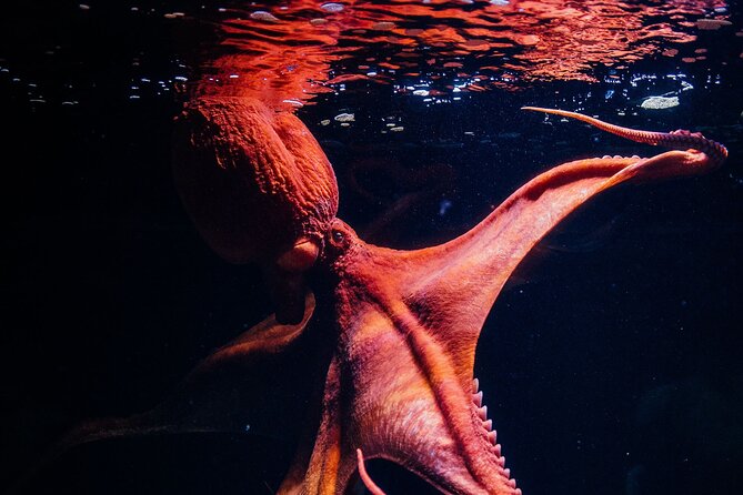 Lisbon Oceanario: Aquarium Entrance Ticket - What the $30.17 ticket is really worth
