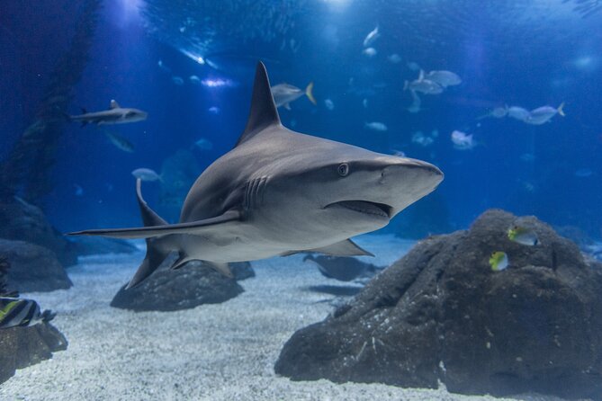 Lisbon Oceanario: Aquarium Entrance Ticket - Getting there and planning your visit