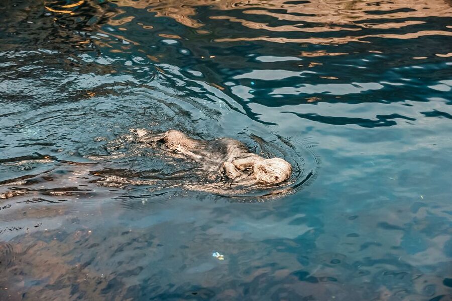 Lisbon: Oceanário de Lisboa Entrance Ticket - Key points to know before you go