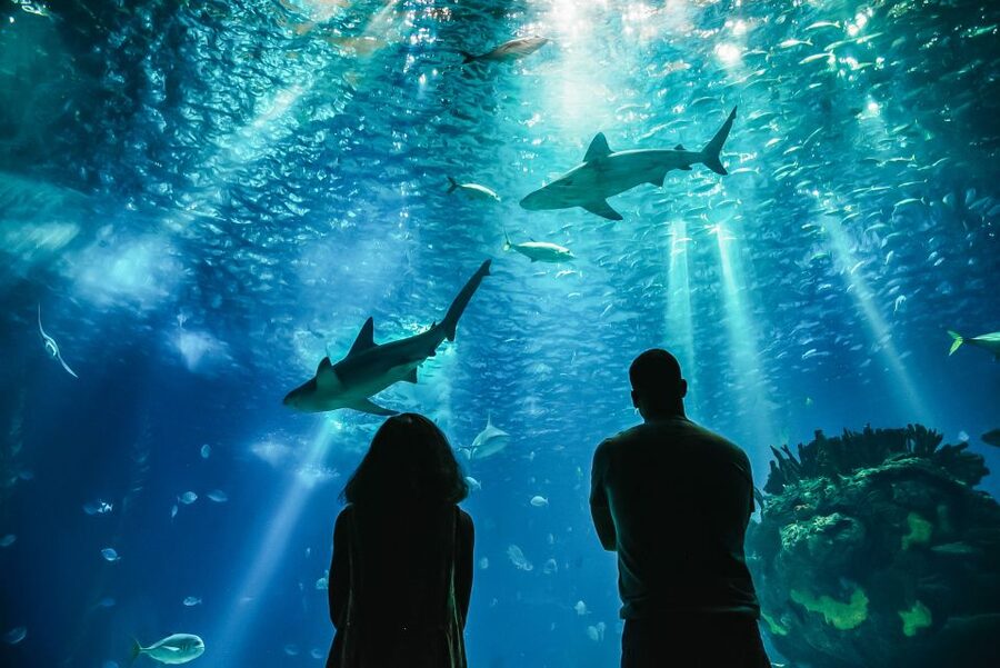Lisbon: Oceanário de Lisboa Entrance Ticket - Access, families, and practical comfort