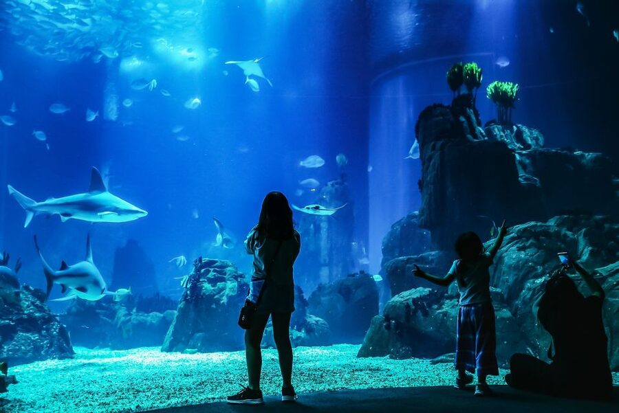 Lisbon: Oceanário de Lisboa Entrance Ticket - Why the central aquarium works so well