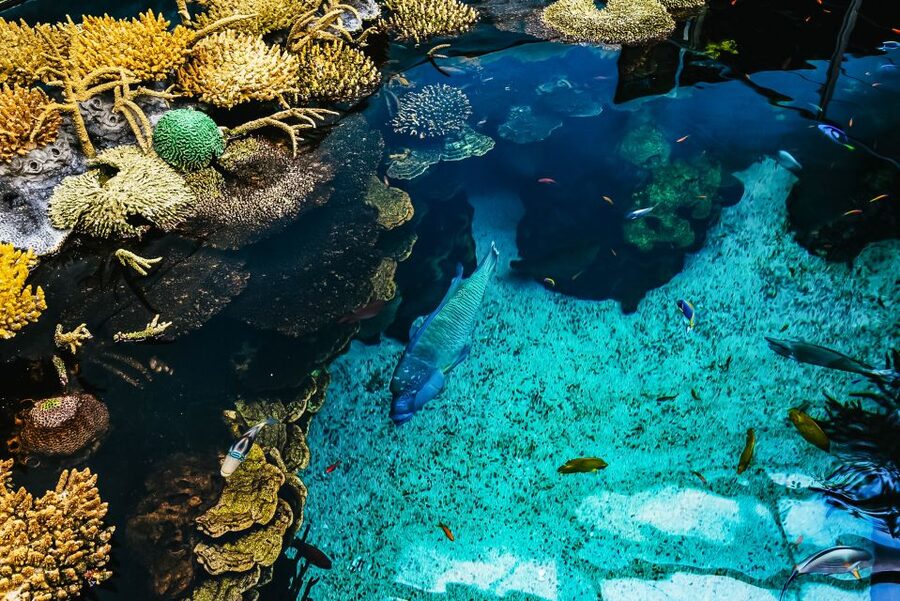 Lisbon: Oceanário de Lisboa Entrance Ticket - Sharks, rays, otters, and the smaller surprises