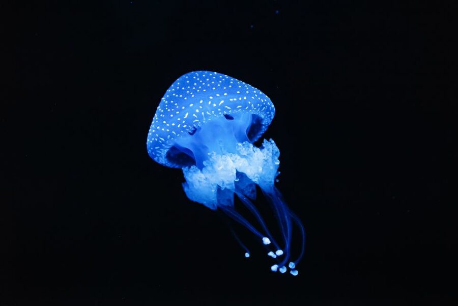 Lisbon: Oceanário de Lisboa Entrance Ticket - Independent visit or guided tour?