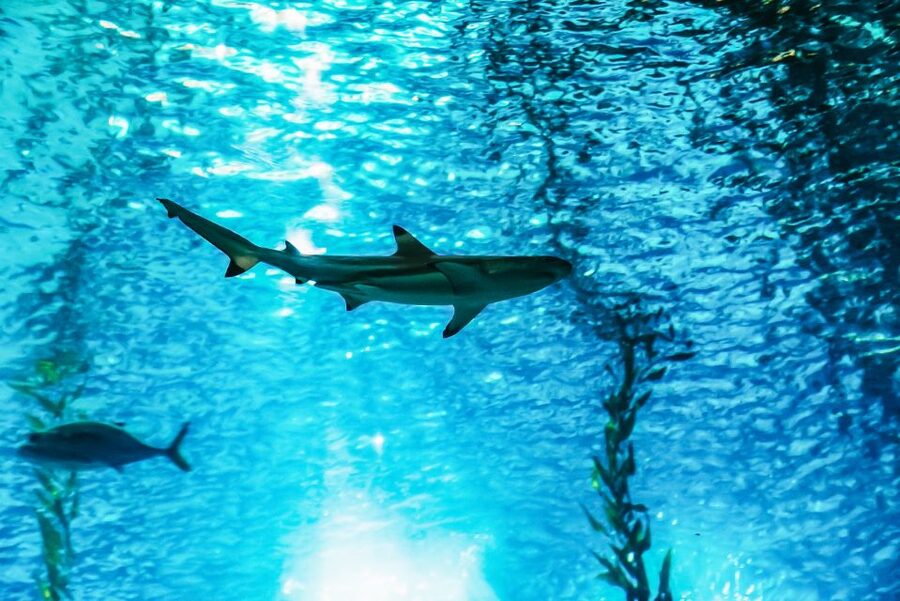 Lisbon: Oceanário de Lisboa Entrance Ticket - The four ocean regions and what to look for
