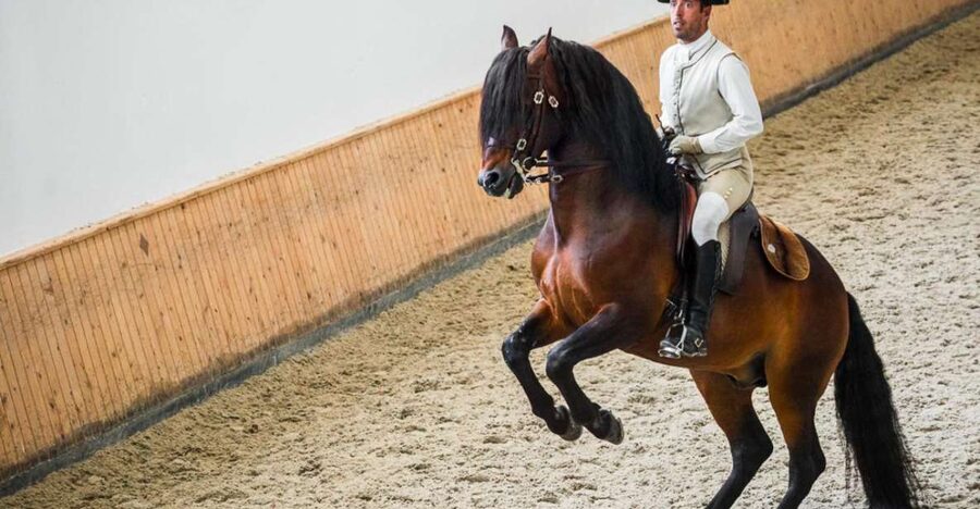 Lisbon: Portuguese Riding School Trainig with Lusitano Horse - What the training teaches you about the horses