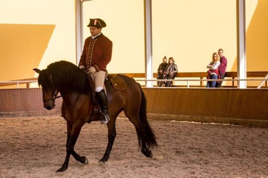 Lisbon: Portuguese Riding School Trainig with Lusitano Horse - Is the $17 price good value?