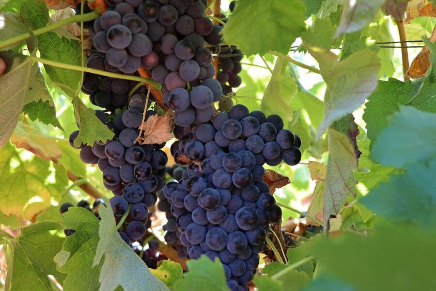 Lisbon Private Setúbal Region Wine Tasting Tour - Choosing between the two food options