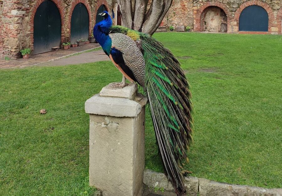 Lisbon: Saint George's Castle Entry Ticket and Guided Visit - Finding the meeting point near Castelo