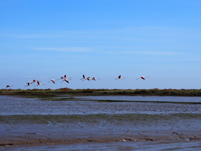 Lisbon: Tagus Estuary Nature Reserve Birdwatching Boat Tour - Five things to know before you book