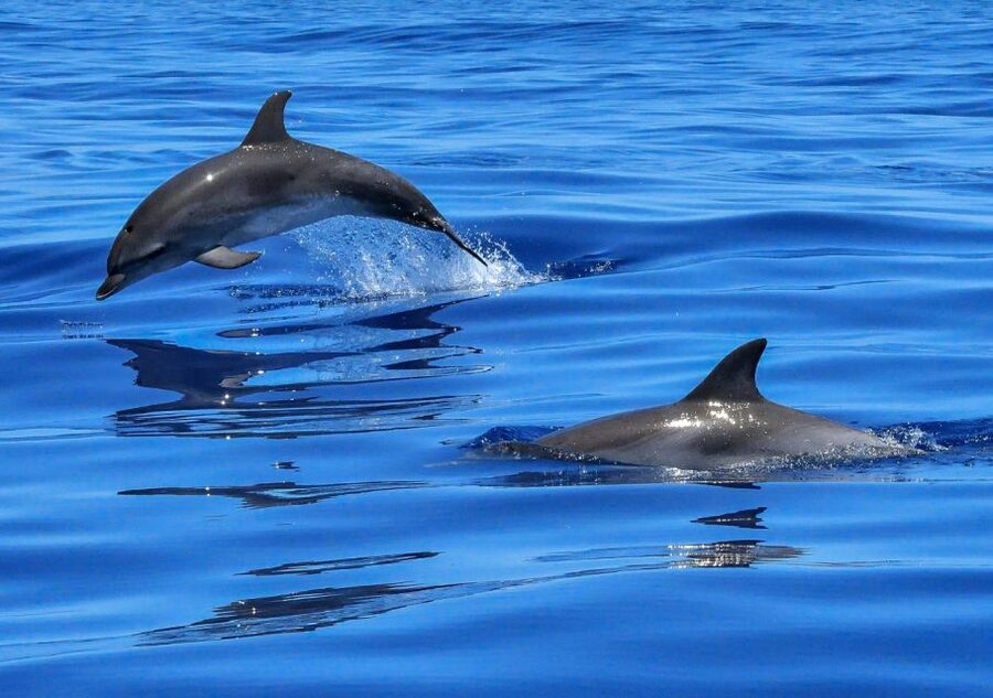 Lisbon: Tagus River Cruise to the Ocean & Dolphin Watching - From Praça do Comércio to the open Atlantic
