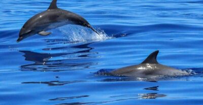 Tagus River Cruise to the Ocean & Dolphin Watching