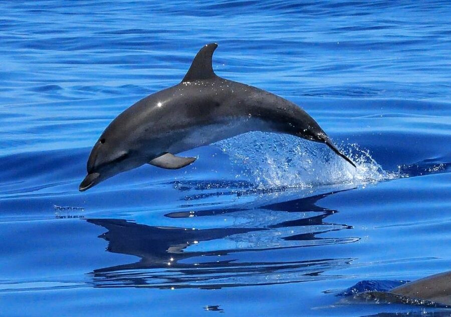 Lisbon: Tagus River Cruise to the Ocean & Dolphin Watching - Comfort, weather, and practical limits