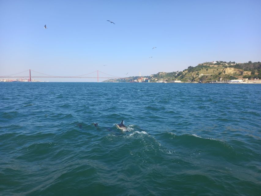 Lisbon: Tagus River Cruise to the Ocean & Dolphin Watching - The best way to judge the $38 price