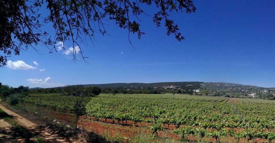 Loulé: Quinta da Tôr Winery Guided Tour and Wine Tasting - Quinta da Tôr at a glance